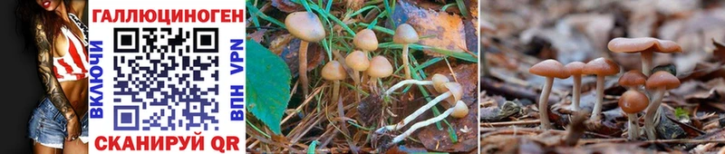 Псилоцибиновые грибы MAGIC MUSHROOMS где можно купить Баксан